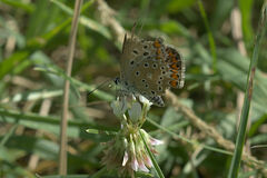 Polyommatus icarus