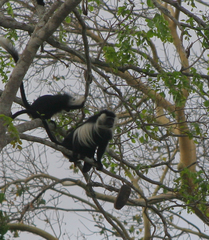 Colobus angolensis