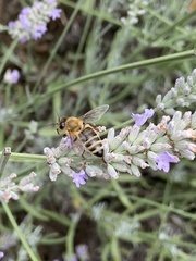 Apis mellifera