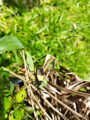 Chauliognathus tripartitus