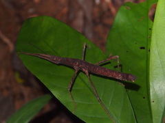 Neohirasea hongkongensis