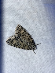 Acronicta heitzmani