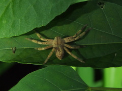 Heteropoda onoi