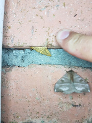 Polygrammodes eleuata