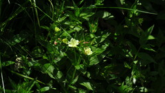 Epilobium luteum