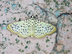 Polygrammodes eleuata