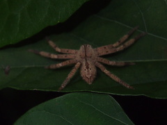 Heteropoda onoi