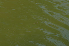 Sympetrum fonscolombii