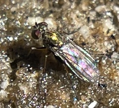 Achradocera