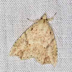 Olulis puncticinctalis