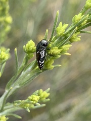 Agrilus walsinghami