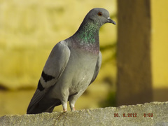 Columba livia