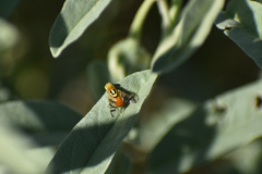 Zonosemata vittigera