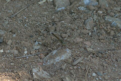 Orthetrum cancellatum