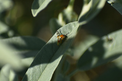 Zonosemata vittigera