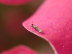 Thripoidea