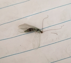 Eremochrysa punctinervis