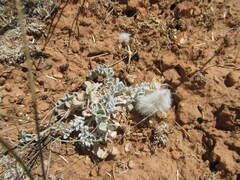 Astragalus purshii