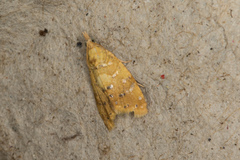 Pseudargyrotoza conwagana