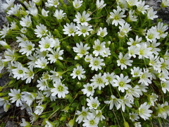 Cerastium uniflorum