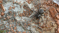 Pireneitega spinivulva