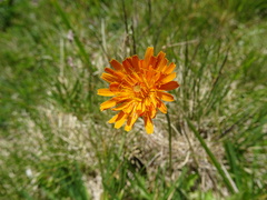Crepis aurea