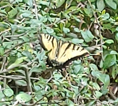 Papilio glaucus