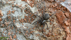 Pireneitega spinivulva
