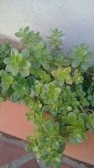 Sedum kimnachii