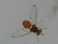Bactrocera oleae
