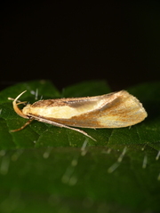 Harpella