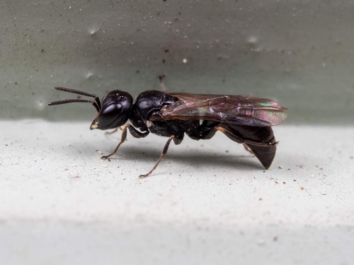 Passaloecus gracilis