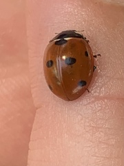 Coccinella septempunctata