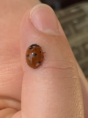 Coccinella septempunctata