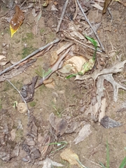 Zingiber officinale