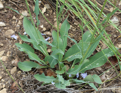 Klasea haussknechtii