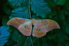 Antheraea yamamai