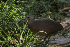 Crypturellus obsoletus