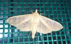 Microthyris prolongalis