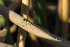 Argentagrion ambiguum