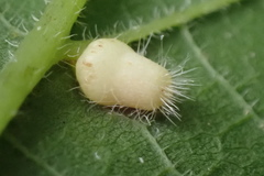 Celticecis pyriformis