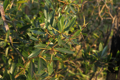 Berberis ruscifolia