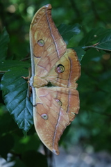 Antheraea yamamai