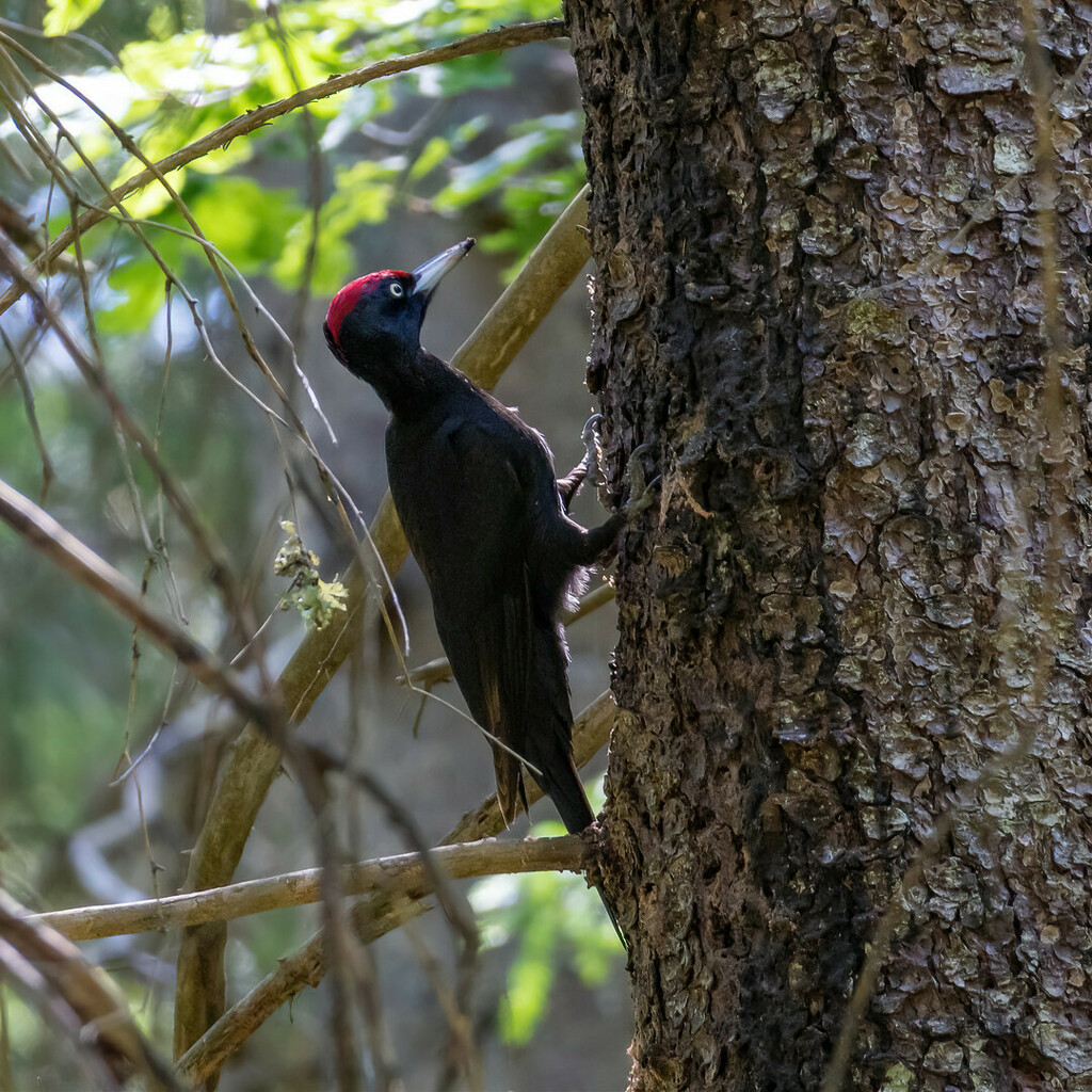 Black Woodpecker from Kragerø, Norge on June 15, 2021 at 12:24 PM by ...