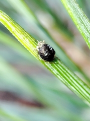 Schizolachnus pineti