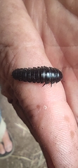 Necrophila americana