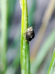 Schizolachnus pineti