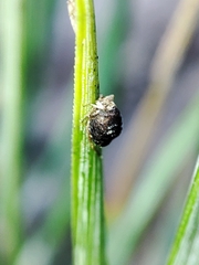 Schizolachnus pineti