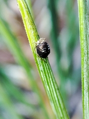 Schizolachnus pineti