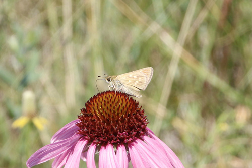 Dakota Skipper photo 5